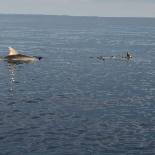 shared-dolphin-sunset-tour-rovinj-drinks-included