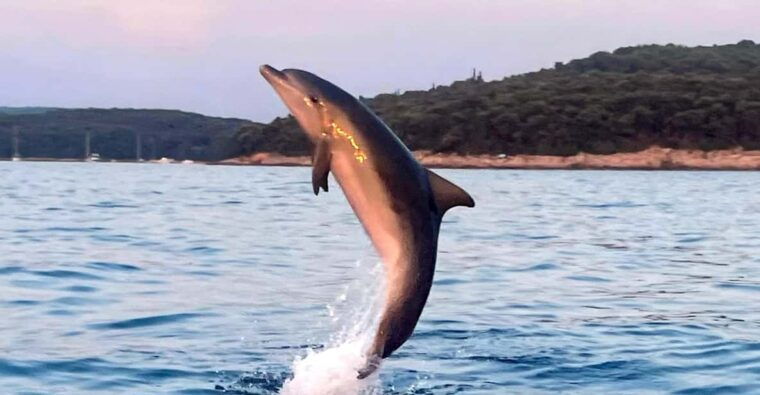 shared-dolphin-sunset-tour-rovinj-drinks-included