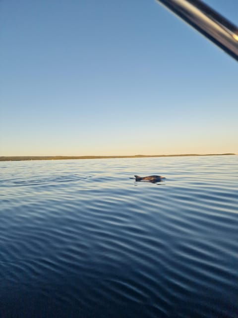 shared-dolphin-sunset-tour-rovinj-drinks-included