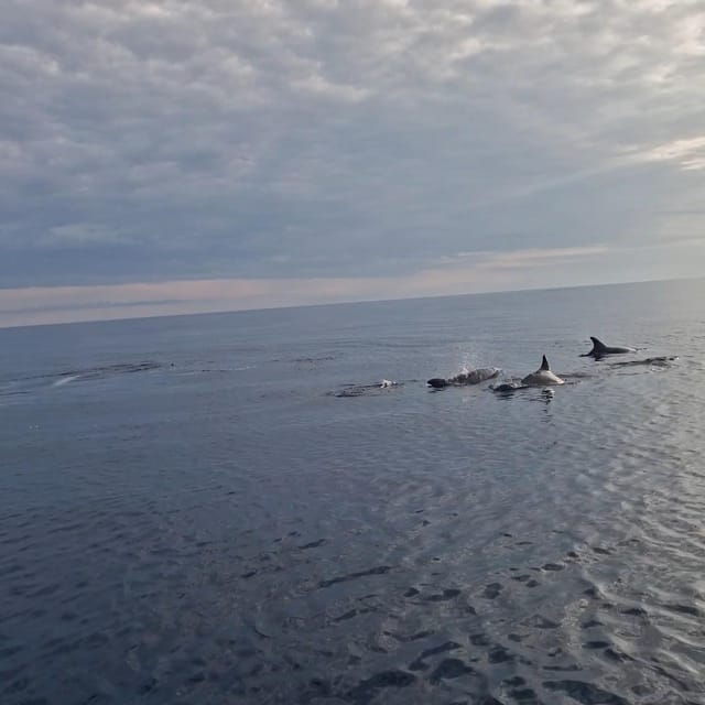 shared-dolphin-sunset-tour-rovinj-drinks-included