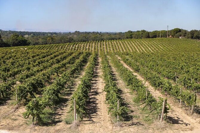 shared-full-day-arrabida-wine-tour-and-food-tasting