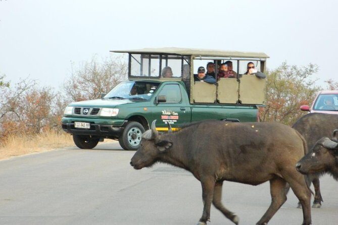 Shared Full Day Guided Safari Tour Visit to Kruger National Park - The Itinerary: What to Expect on Your Day