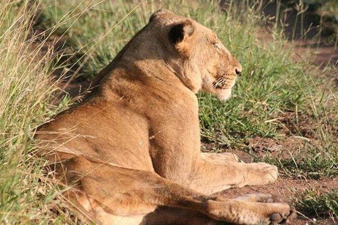Shared Full Day Guided Safari Tour Visit to Kruger National Park - Final Thoughts