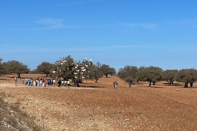 Shared Full-Day Trip to Essaouira from Marrakech - Who Will Love This Tour?  
