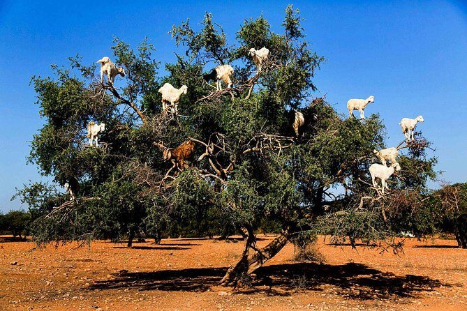 Shared group day trip from Marrakech to Essaouira mogador - Final Thoughts