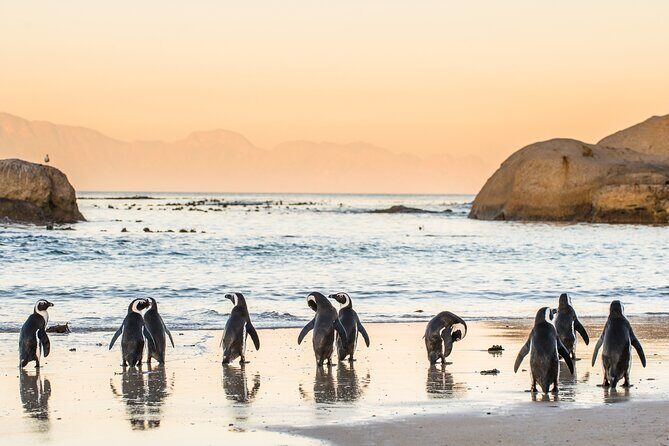 Shared Half Day Tour in Cape Peninsula with African Penguins - Final Thoughts
