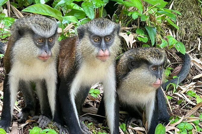 shared-island-tour-with-lunch-admissions