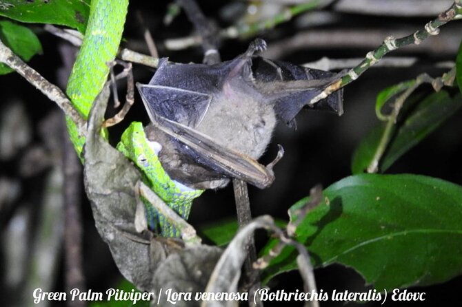 shared-monteverde-night-tour