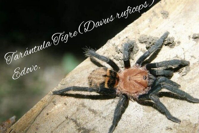 shared-monteverde-night-tour