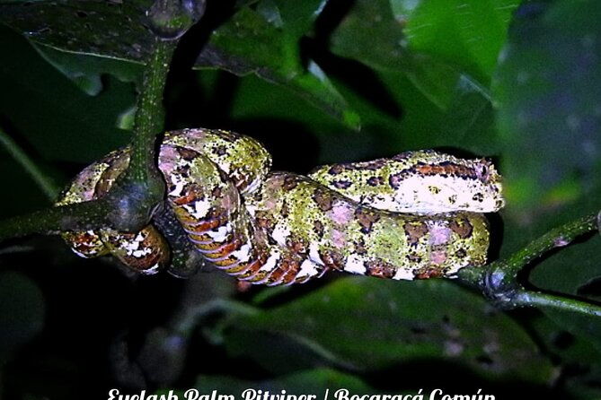 shared-monteverde-night-tour