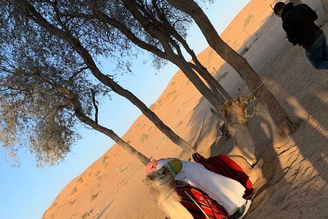 Shared Morning Safari - Who Should Consider This Tour?
