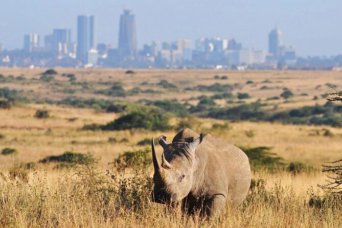 Shared Nairobi National Park Safari Tour - Key Points