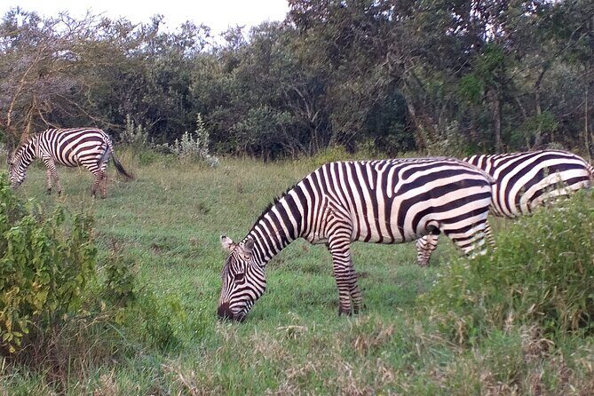 Shared Nairobi National Park Safari Tour - The Experience Breakdown: What to Expect and Why It Matters