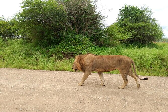 Shared Nairobi National Park Safari Tour - The Sum Up
