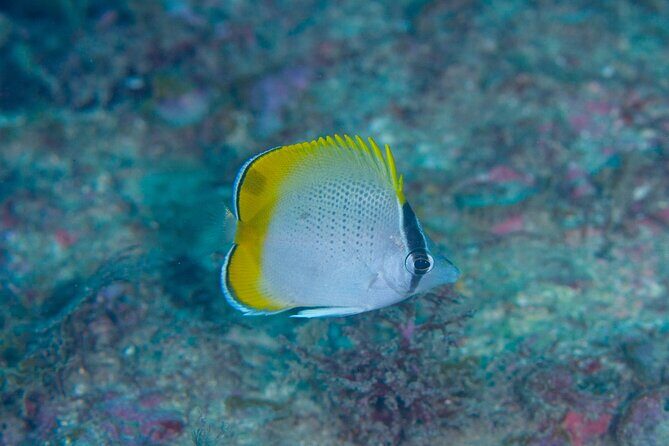 Shared Scuba Diving Trip in Kushimoto - What Travelers Say: Authentic Insights