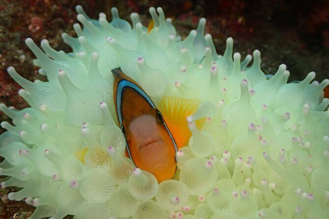 Shared Scuba Diving Trip in Kushimoto - Practical Details & What You Need to Know