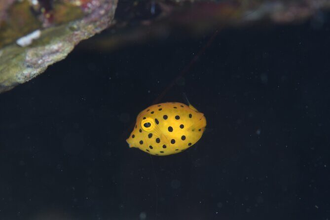 Shared Scuba Diving Trip in Kushimoto - Who Would Love This Experience?