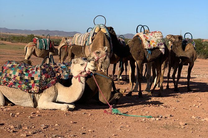 Shared Small group Day Trip to Agafay Desert & Camel Ride - A Practical Breakdown of the Day Trip