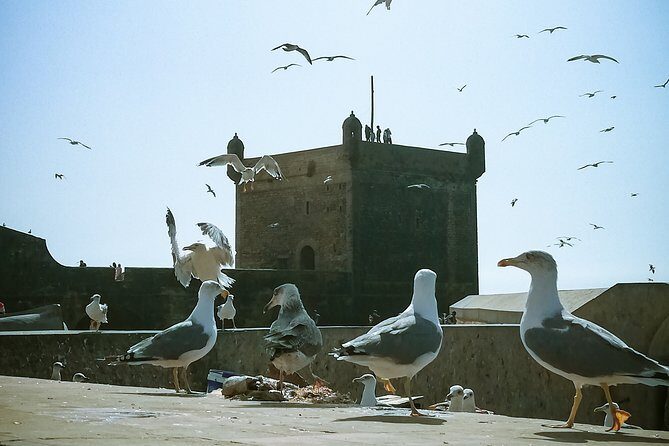 Shared-Small Group Day Trip to Essaouira from Marrakech - Key Points