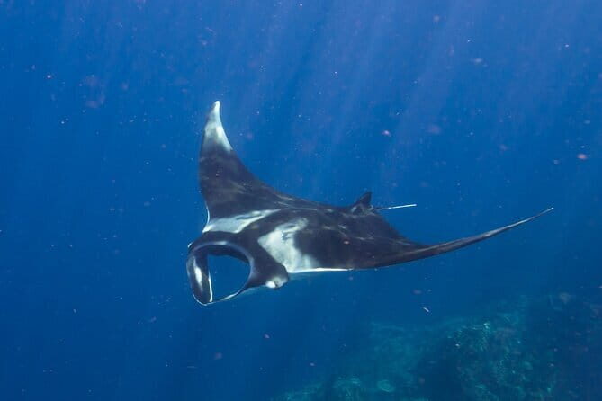 Shared Snorkeling 3-4 spot manta bay in Nusa Penida - The Sum Up