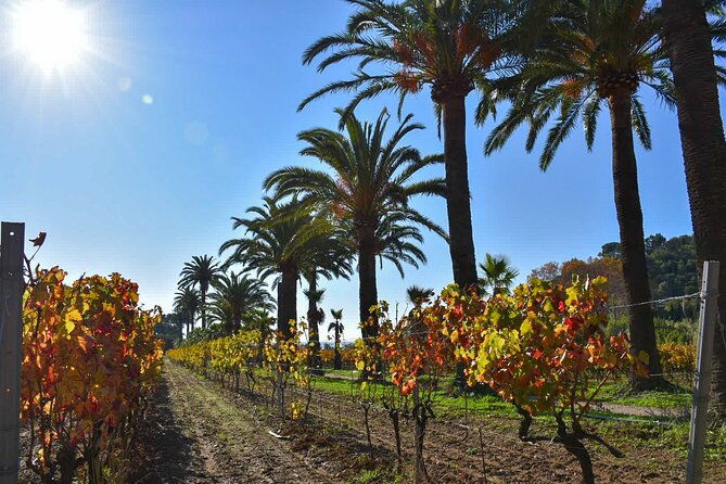 shared-tour-wine-tour-from-saint-tropez