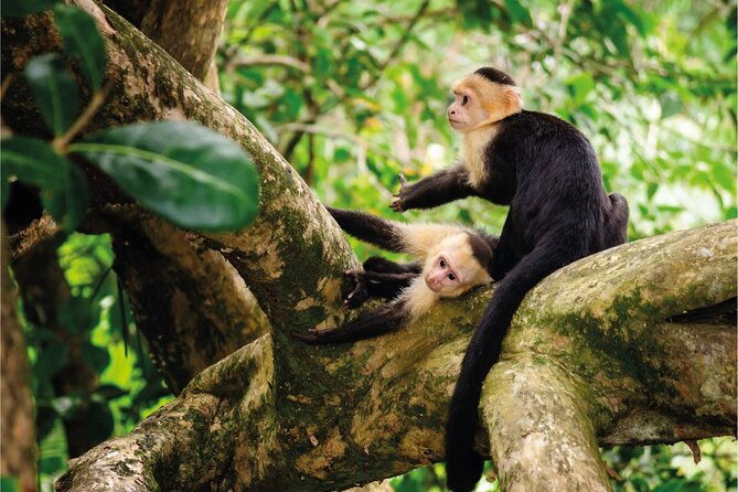 shared-transfer-to-manuel-antonio