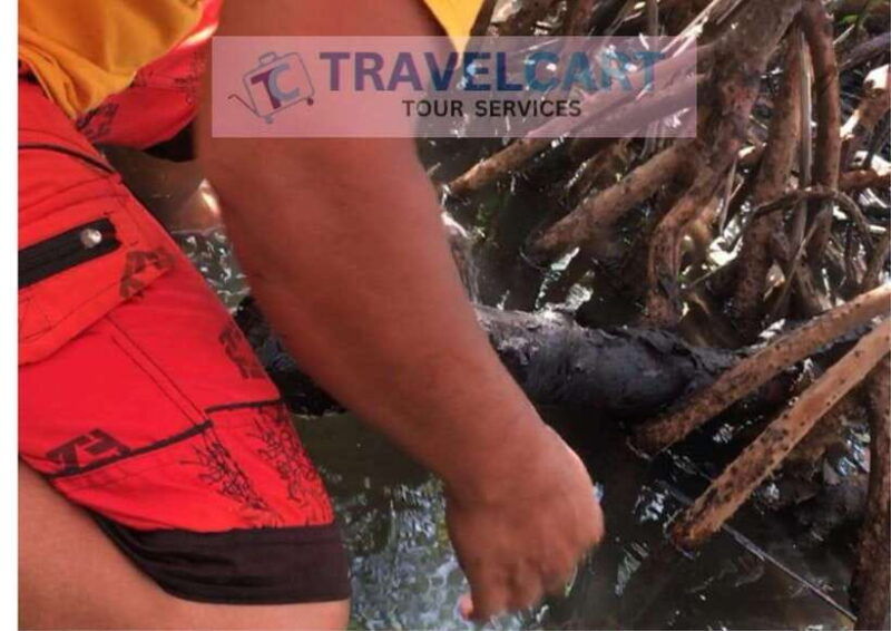 shared-underground-river-with-mangrove-paddle-boat-lunch