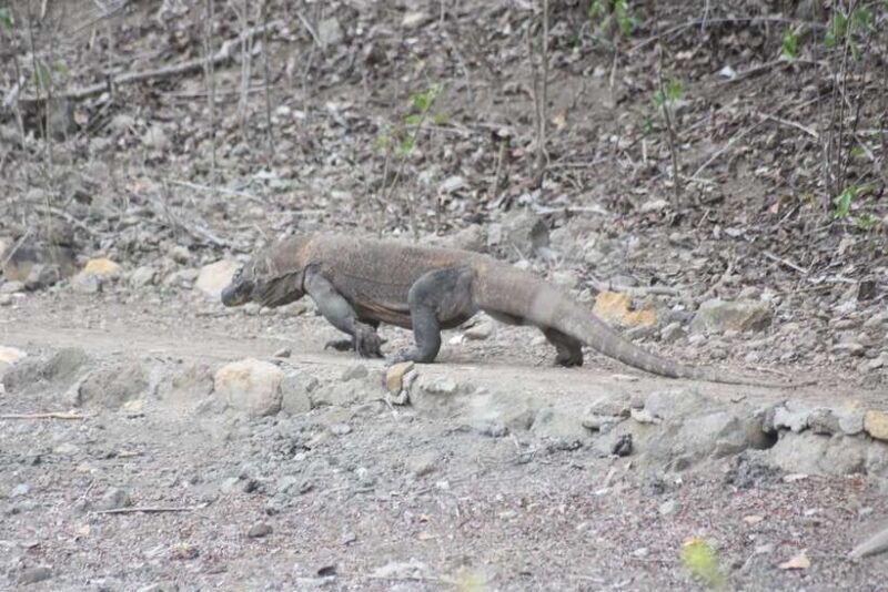 sharing-trip-komodo-3-days-2-nights