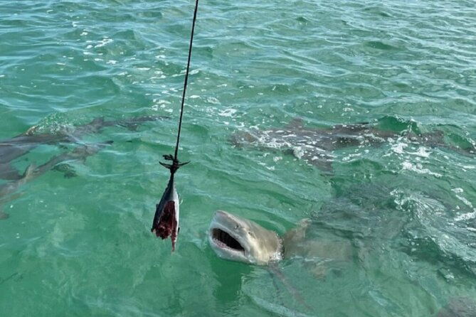shark-and-wildlife-viewing-adventure-in-key-west