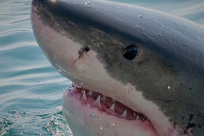 Shark Cage dive in Gansbaai see Bronze & Other, sometimes Great Whites - The Practical Details: What Travelers Need to Know