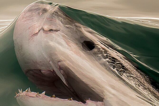 Shark Cage dive in Gansbaai see Bronze & Other, sometimes Great Whites - Authentic Experiences and Honest Insights from Reviewers