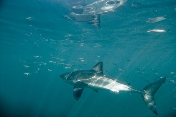 Shark Cage Diving - An In-Depth Look at the Shark Cage Diving Experience