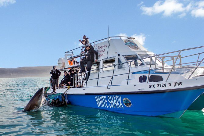 Shark Cage Diving - Adventure Meets Conservation! - Shark Cage Diving – Adventure Meets Conservation!