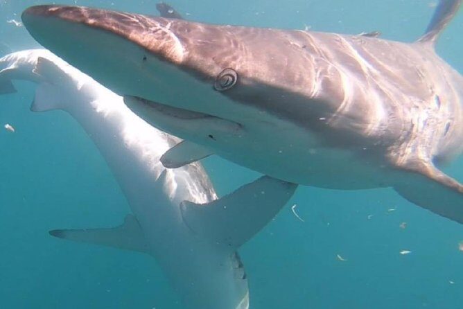 Shark Cage Diving - Adventure Meets Conservation! - FAQ