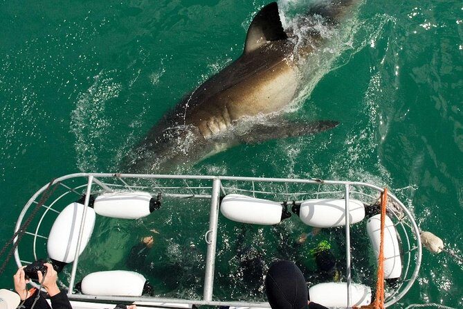 SHARK CAGE DIVING and VIEWING (Incl. transfers from Cape Town) - The Itinerary: What to Expect from Start to Finish