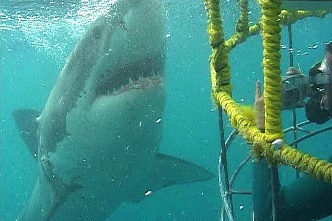 SHARK CAGE DIVING and VIEWING (Self Drive) - Key Points  