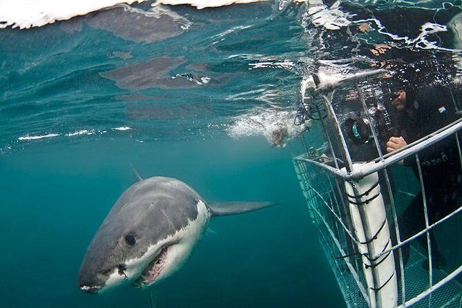 SHARK CAGE DIVING and VIEWING (Self Drive) - The Full Experience Breakdown  