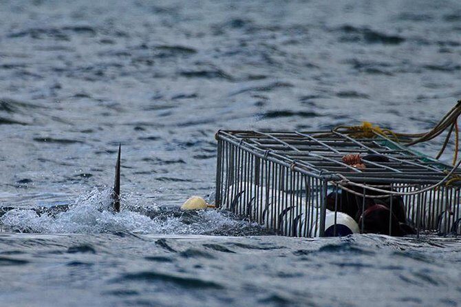 SHARK CAGE DIVING and VIEWING (Self Drive) - Who Is This Tour Best For?  