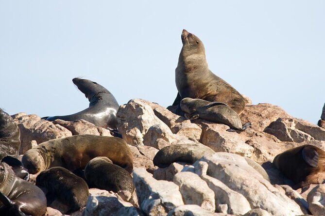 Shark Cage Diving and Viewing with transport from Cape Town - Key Points