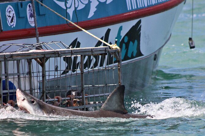 Shark Cage Diving and Viewing with transport from Hermanus - The Experience and Guides: Knowledge and Safety at the Forefront