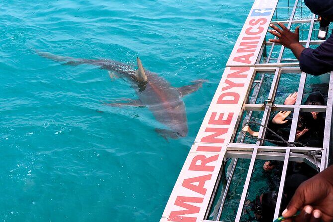 Shark Cage Diving and Viewing with transport from Hermanus - The Sum Up