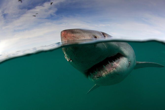 Shark Cage Diving Cape Town - What the Itinerary Looks Like in Practice  