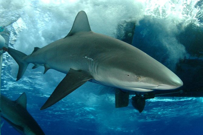 shark-cage-diving-in-oahu
