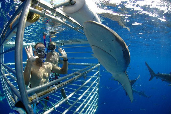 shark-cage-diving-in-oahu
