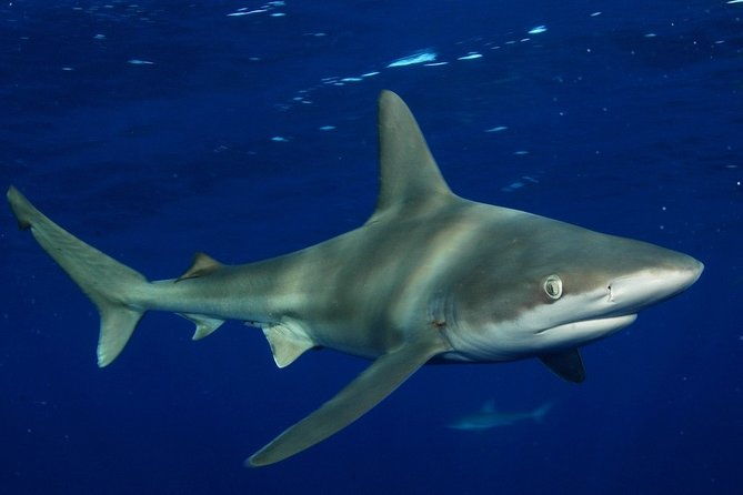 shark-cage-diving-in-oahu