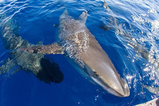 shark-cage-diving-in-oahu