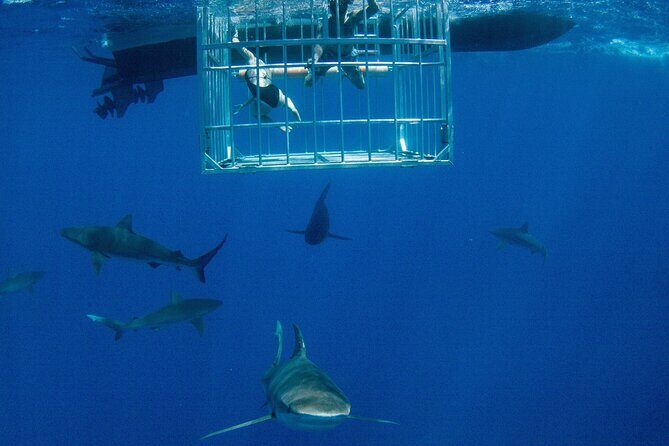 Shark Cage Diving On "The World Famous North Shore of Oahu", Hawaii - Key Points  