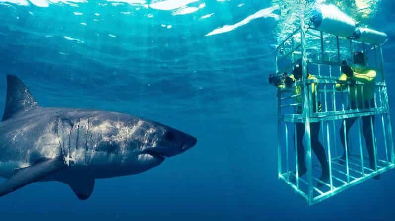 Shark Cage Diving Private Tour with Transport from Cape Town - The Value of the Tour