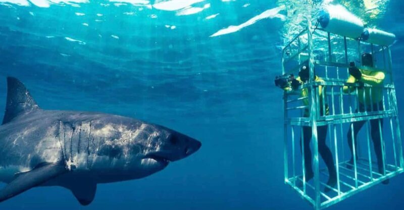 Shark Cage Diving Private Tour with Transport from Cape Town - Final Thoughts