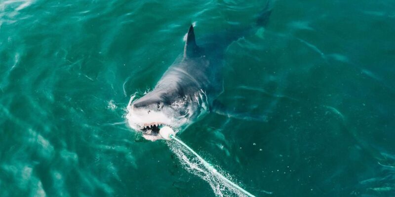 Shark Cage Diving Private Tour with Transport from Cape Town - FAQs